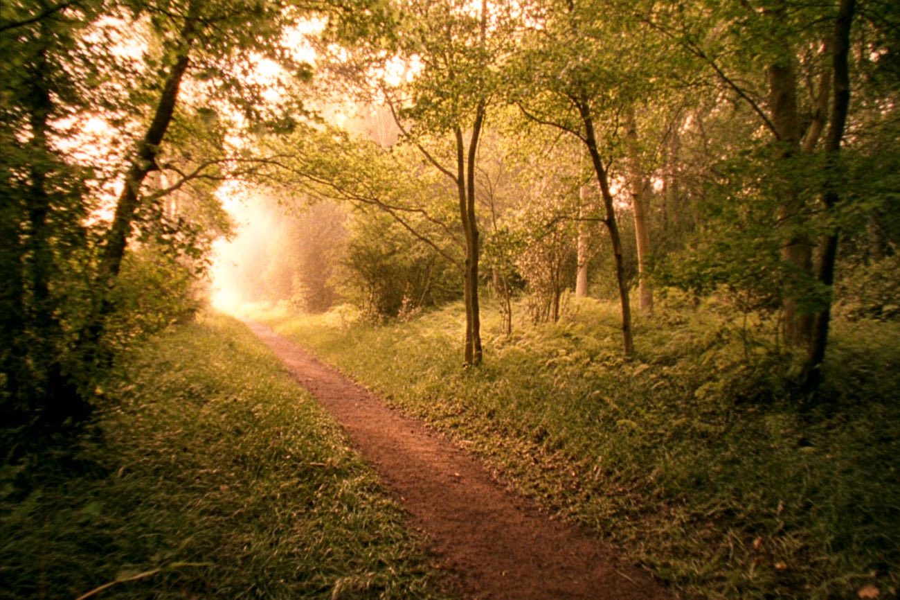 A woodland path lit by soft dawn light filtering through the trees